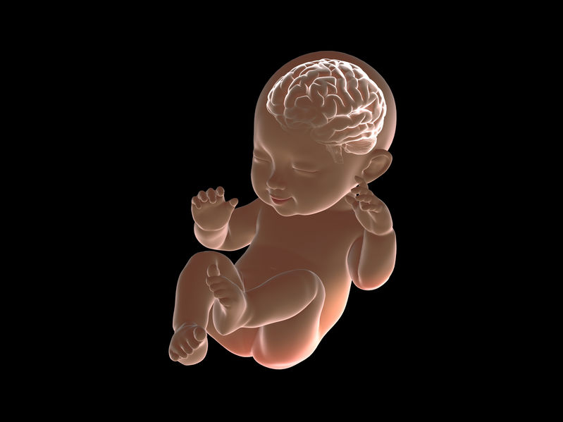 Nutrition and Foetal Brain Development