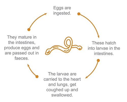 roundworm intestinal worms life cycle illustraion