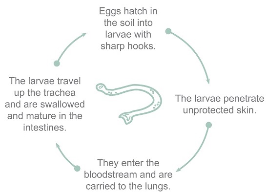 hookworm intestinal worms typical lifecycle - to be treated with vermox