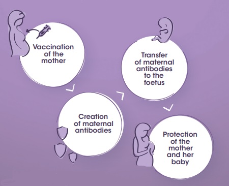 Whooping cough (pertussis) vaccination infographic showing how antibodies gets transferred from mother to baby during pregnancy