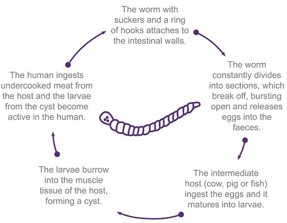 tapeworm lifecycle - highlighting the need for deworming