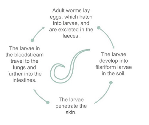 need for deworming threadoworm intestinal worms with typical lifecycle illustration