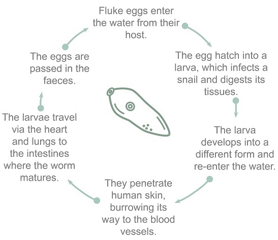 flatworm life cycle
