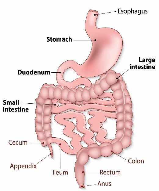 gastrointestinal-tract-conditions-gut-medinformer