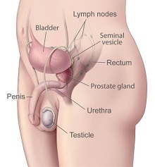 Enlarged Prostate Gland Articles Dis Chem